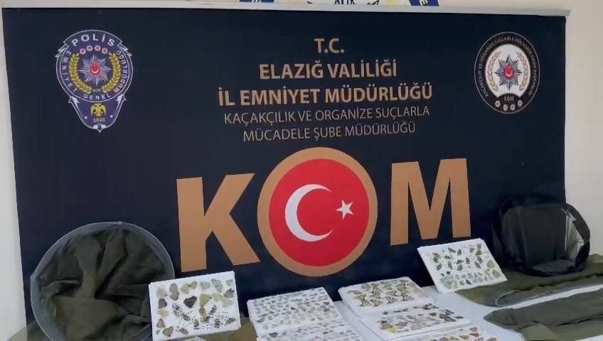 Yüzlerce Türk Kelebeğini Kaçırmaya Çalışan Yabancı Yakalandı 9
